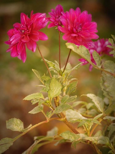 November dahlia