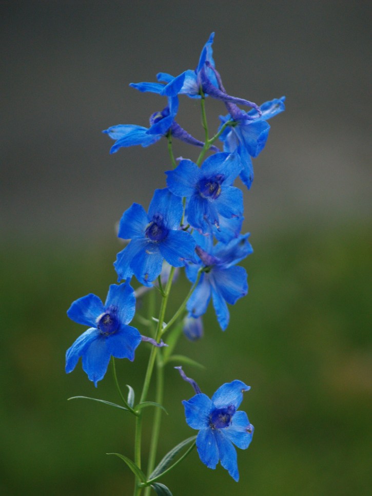 delphinium