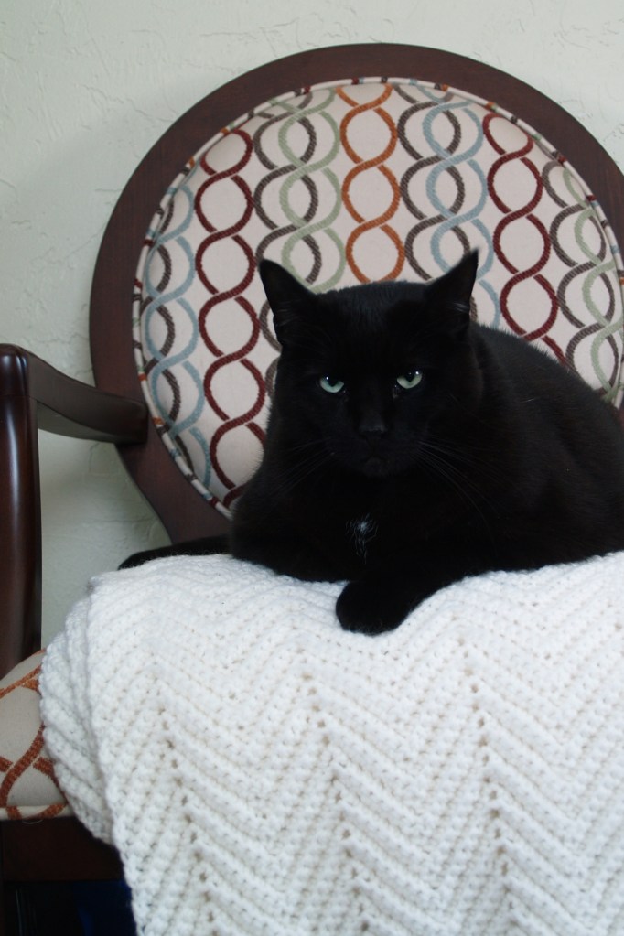 wabi-sabi about cat fur