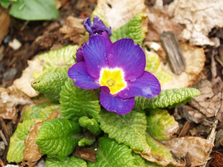 spring primrose