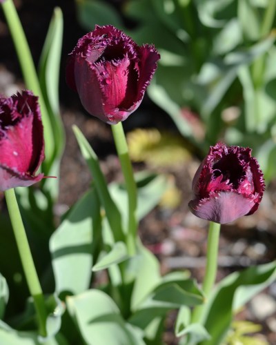 purple tulips