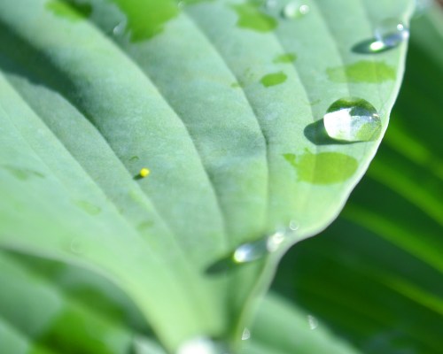 water droplet on a hosta, leaf