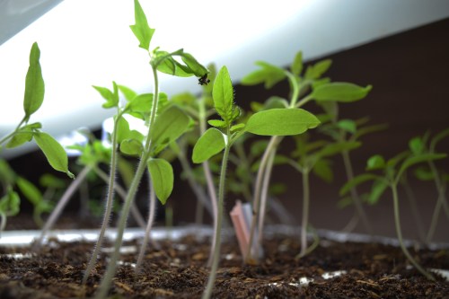 healthy seedlings under the grow light that are ready to thin out