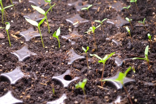 you typically over-seed to ensure you have a good number of healthy plants