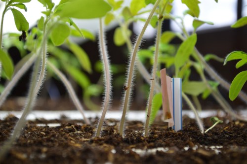 Two seedlings in the same pod or very close means you have to let one go. It is important to use a scissor and cut the plant. Do not try to pull it out or you could damage the roots of the nearby plants.