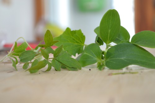 Let's be honest--it is hard to see the healthy seedlings clipped!