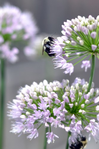 a happy bee on a garlic chive flower