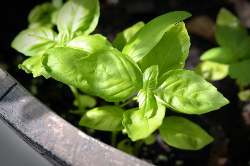 basil nestled in with a potted tomato plant (supposedly basil improves the flavor of tomatoes when grown together)