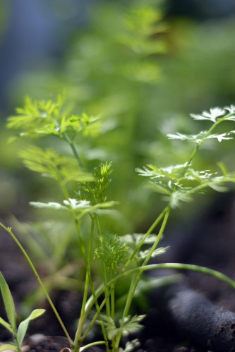 carrot tops (I have carrots in every color of the rainbow growing)