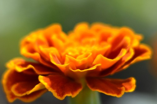 marigolds grown from seed (seeds were started in April indoors)