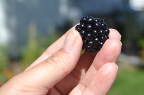 blackberry