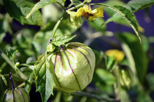 a growing tomatillo verde, still too early to harvest