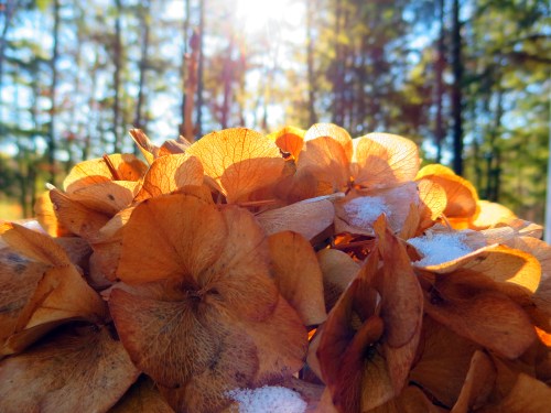 hydrangea with snow