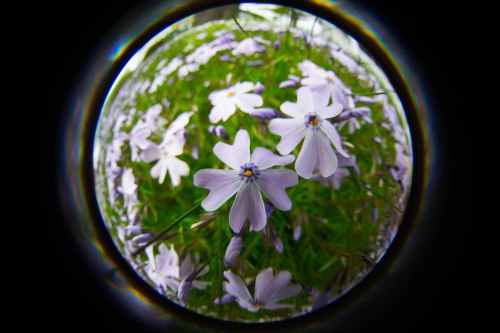 creeping phlox with a Lensbaby Fisheye