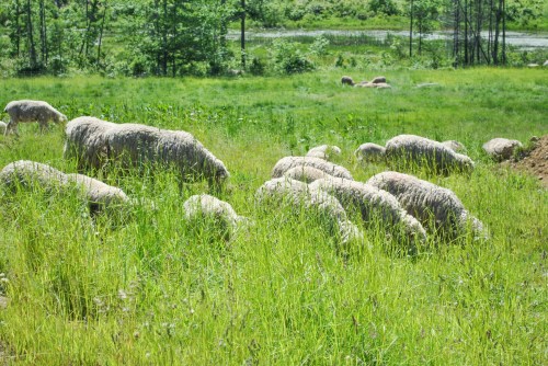 The sheep have the happiest place to live here.