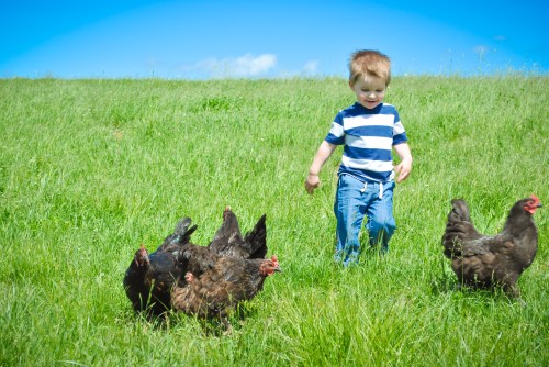 Future chicken farmer.
